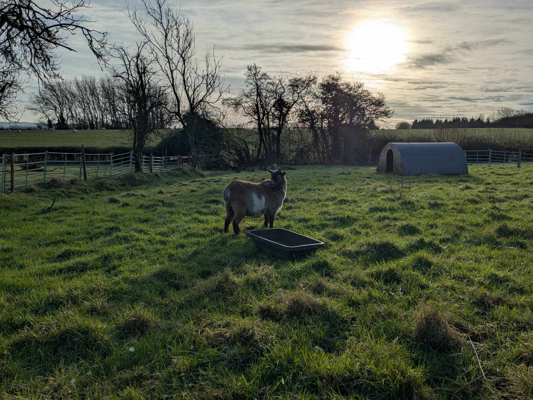 Blossom Barns Goat 