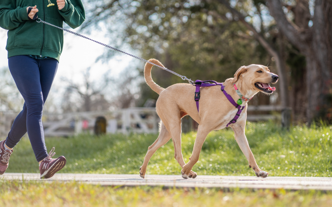 Join us for our First Friends of Bethphage Dog Walk!